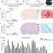 Repeated Administration of 2-Hydroxypropyl-β-Cyclodextrin (HPβCD) Attenuates the Chronic Inflammatory Response to Experimental Stroke